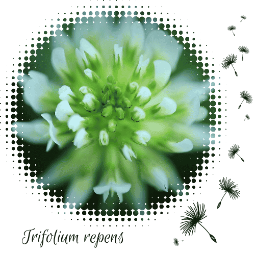 Adventkalender Bild Silvester Trifolium repens