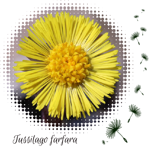 Adventkalender Bild Tür 19 Tussilago farfara Adventkalender Bild Tür 19 Tussilago farfara