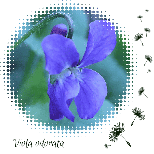 Adventkalender Bild Tür 22 Viola odorata