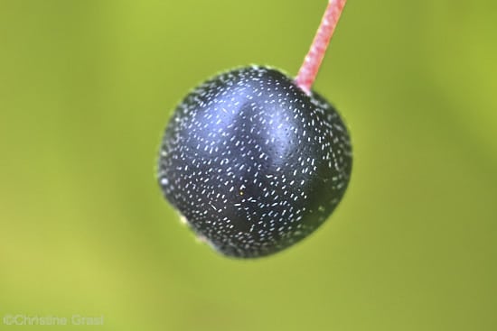 Cornus sanguinea Einzelfrucht