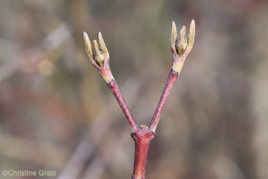 Cornus sanguinea einjähriger Zweig