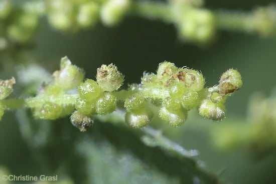 Große Brennnessel (Urtica dioica) männliche Blüten