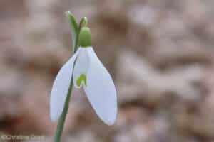 Kleines Schneeglöckchen Blüte (Galanthus nivalis)