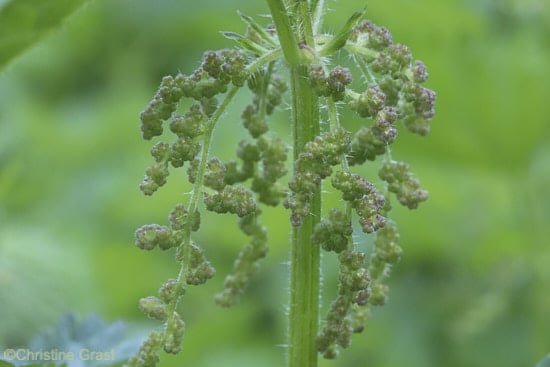Große Brennnessel (Urtica dioica) weibliche Blüten