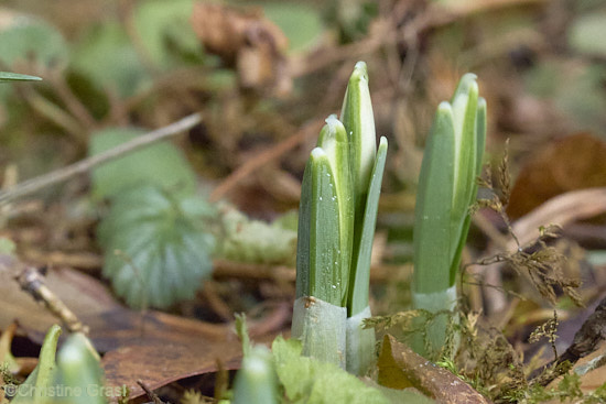 Kleines Schneeglöckchen Triebe (Galanthus nivalis)