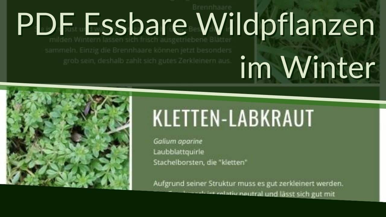 Vorschau PDF Essbare Wildpflanzen im Winter