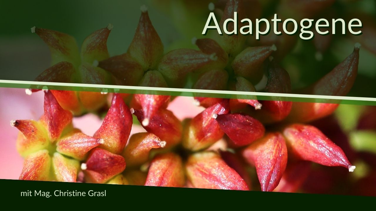 Webinar-Vorschau Adaptogene